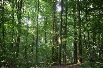 forest in the morning