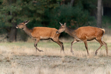 Two Female Red deer (Cervus elaphus) in rutting season on the fields of National Park Hoge Veluwe in the Netherlands. Forest in the background.                                                   