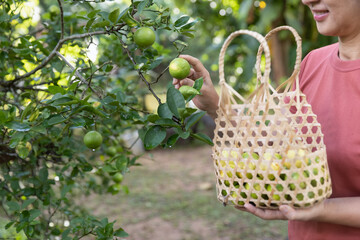 Female hand picking limes from the tree during harvesting