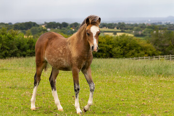 Beautiful young foal stands in field in English countryside looking healthy and well and very pretty.