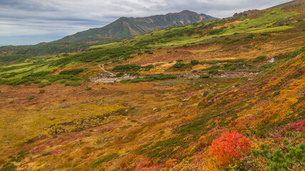 Fototapeta premium 旭岳 紅葉の登山道 曇天