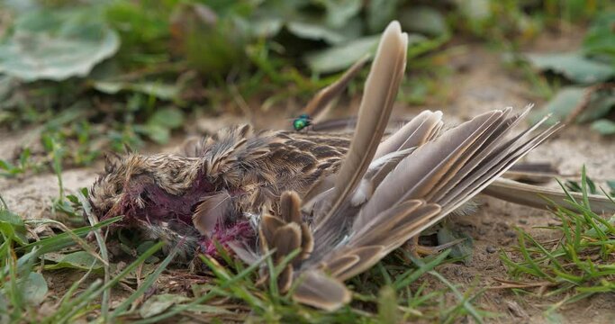 Dead bird lies on the agricultural field, flies crawl on it. Cinema 4K 60fps video