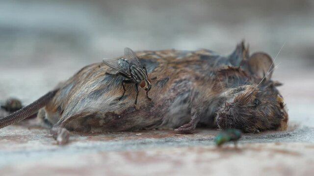 Dead mouse lies on the ground, flies crawl on it