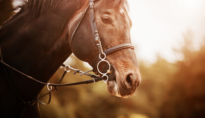 Portrait of a beautiful bay horse with a bridle on its muzzle, which gallops quickly on a sunny...