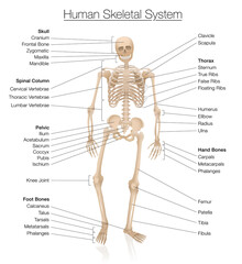 Skeletal system chart. Human skeleton labeled with most important bones like skull, spinal column, pelvic, thorax, ribs, sternum, hand and foot bones, clavicle, scapula. Vector on white.
