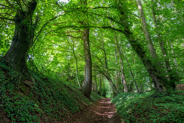path in the green fresh forest