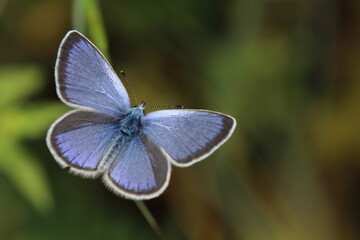 Green-underside blue butterfly