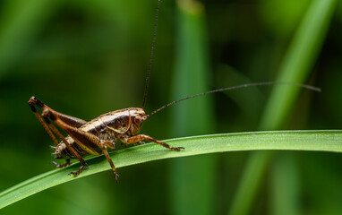 dark bush-cricket (Pholidoptera griseoaptera) on grass blade