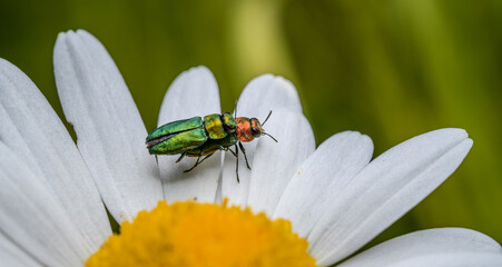 pair of jewel beetles (Anthaxia nitidula) mating on daisy flower
