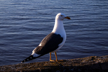 black headed gull