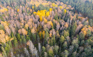 Aerial drone view over autumn forest.