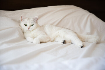 Obraz premium White cute hairy fluffy cat lying on the bed, sleepy furry adorable cat