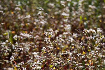 Flowering buckwheat field in august, cloudy sky