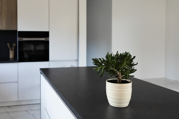 Green plant in a white pot in the black and white modern kitchen