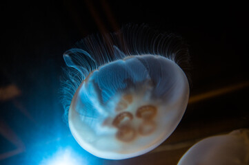 Oceanlife