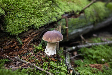 Penny bun mushroom grows in the forest in a green moss, boletus edulis, cep, porcino