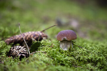 Penny bun mushroom grows in the forest in a green moss, boletus edulis, cep, porcino