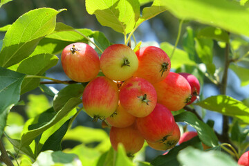 Crabapple tree full of apple fruits.
