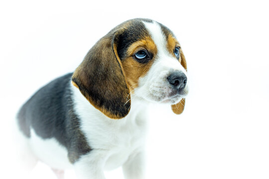 Portrait of tricolor beagle puppy on white background, puppy standing looking to the right.