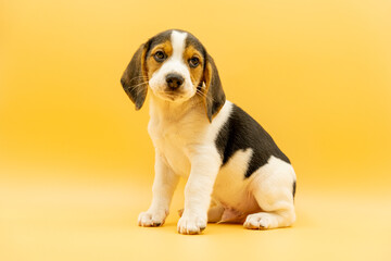Tricolor beagle puppy sitting looking at camera with tender look, yellow background