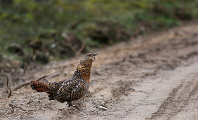 The western capercaillie (Tetrao urogallus), also known as the Eurasian capercaillie, wood grouse, heather cock, cock-of-the-woods, or simply capercaillie. Female