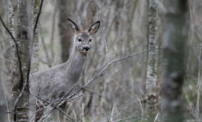 Roe deer, capreolus capreolus, standing in its natural habitat.