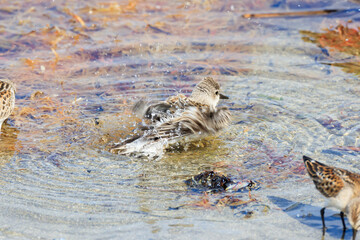 Red-necked stint is bathing in a place where fresh water is springing up on a sandy beach