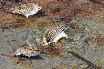 Red-necked stint is bathing in a place where fresh water is springing up on a sandy beach