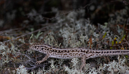 The sand lizard (Lacerta agilis)