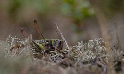 Tettigonia viridissima, the great green bush-cricket