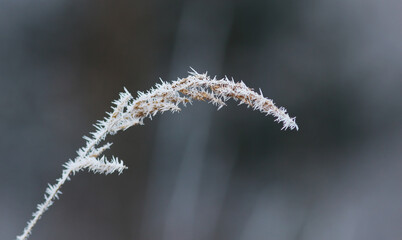 Frost on the dry plant