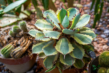 Obraz premium Close-up of lush cactus planted in the park