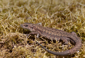 The viviparous lizard, or common lizard, (Zootoca vivipara, formerly Lacerta vivipara)