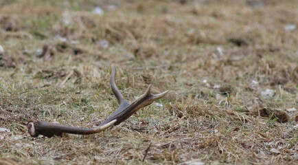 All deer species shed their antlers in winter, after a sustained drop in testosterone ends their...