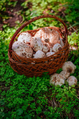 parasol mushroom in a basket in the autumn forest 