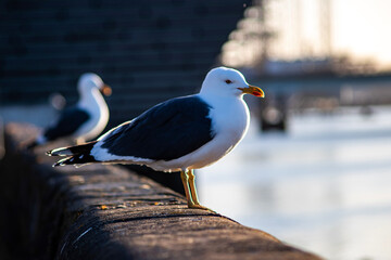 seagull on a pier