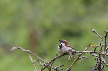 House sparrow resting on the branch