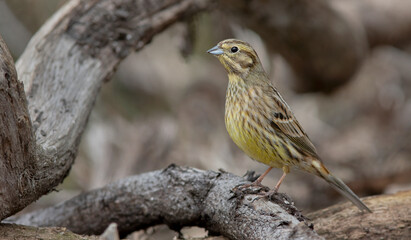 Fototapeta premium The yellowhammer (Emberiza citrinella). Common bird in Europe.