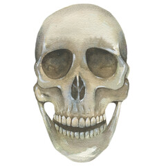 Obraz premium Human watercolor skull