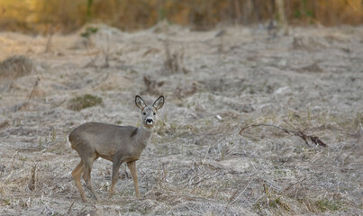 Roe deer, capreolus capreolus, standing in its natural habitat.