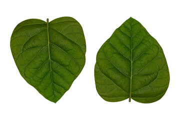 Two heart-shaped green leaves isolated on white background