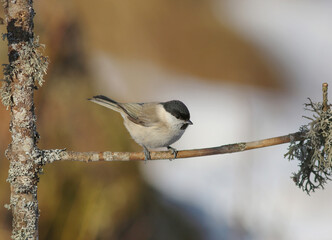 A marsh tit (Poecile palustris Parus palustris)