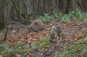 The wolf (Canis lupus), also known as the gray wolf or grey wolf. Large canine native to Eurasia and North America.