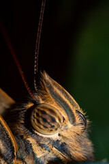 Close up of a butterfly