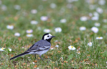 The white wagtail (Motacilla alba) 