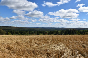 Fototapeta na wymiar An oat field in autumn, Sainte-Apolline, Québec, Canada