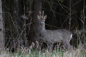 Roe deer, capreolus capreolus, standing in its natural habitat.
