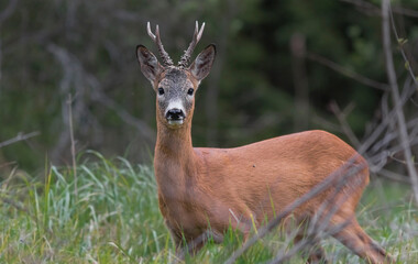 Roe deer, capreolus capreolus, standing in its natural habitat.