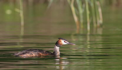 The great crested grebe (Podiceps cristatus) 