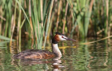 The great crested grebe (Podiceps cristatus) 